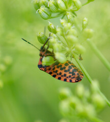 Red bug on a green flower. Macro