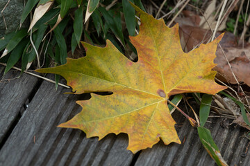 Autumn Concept, dried Yellow Maple leaves on the ground