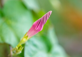 Ipomoea purpurea grows in the garden. Close-up