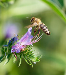 A bee flies near a blue flower in nature. Macro