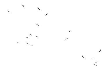 A flock of birds in flight isolated on a white background