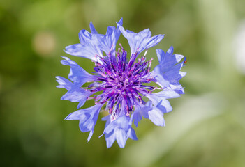 Blue cornflowers flowers in nature. Close-up