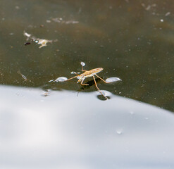 Water strider insect on the surface of the water. Macro