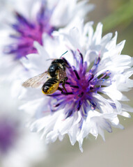 Bee on a blue flower in nature. Macro