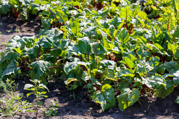 Beet plants in nature in early summer
