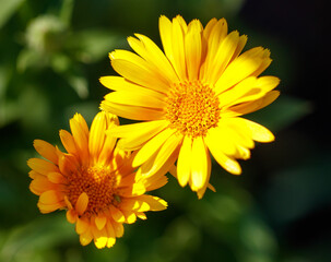 Calendula officinalis flowers in the garden. Close-up