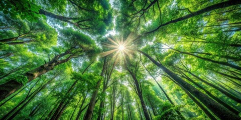 Occasional clearings or gaps in the dense canopy of a forest, revealing the sunlit forest floor, forest, canopy, gaps