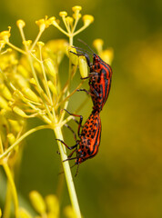 The love of two red bugs on a yellow flower