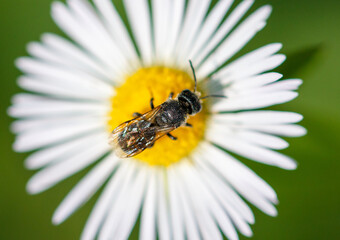 A bee on a chamomile flower in nature. Macro