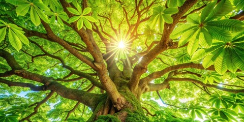 Old Japanese Horse Chestnut tree with green leaves and sunlight filtering through the branches, Japan, tree