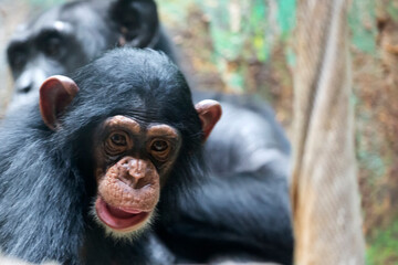 Close up portrait of chimpanzee