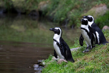 Penguins near the water