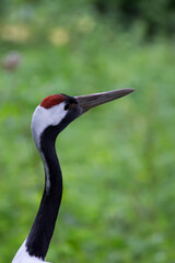 Manchurian crane in the wild
