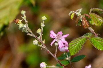 Wild blackberry flower with dew