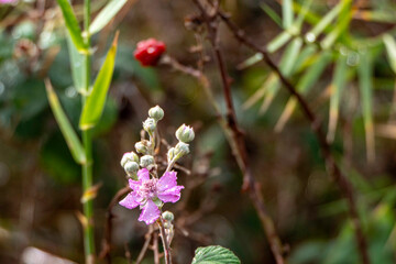 Wild blackberry flower with dew