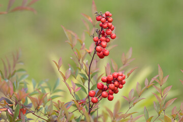Red Winter Berries in Autumn