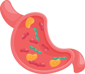 Cartoon style illustration of a human stomach showing bacteria inside