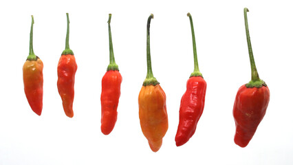 A group of fresh cayenne peppers, also known as Cabai rawit, cili padi, siling labuyo, phrik khi nu, Tabasco chili pepper, or bird's eye chili pepper, arranged in a row, isolated on a white background