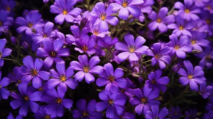 A vibrant display of purple flowers, including violet and magenta hues, cover the ground as a beautiful flowering plant thrives as an annual plant in the field