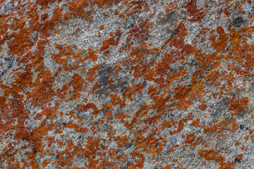Fossil formed on rocks at a high-altitude mountain pass called Warila at Ladakh, India.
