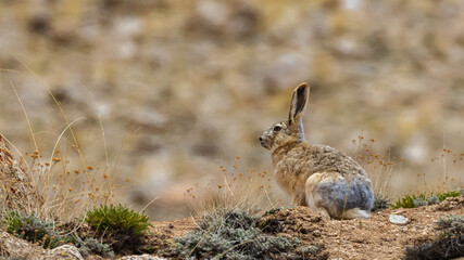 A woolly hare siting alert with its ears up next to a rock at high altitude mountains of Ladakh,...