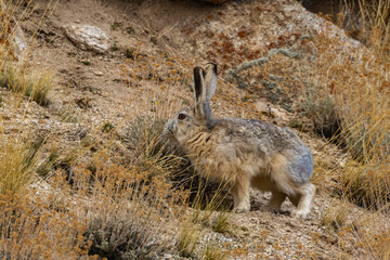 A woolly hare siting alert with its ears up next to a rock at high altitude mountains of Ladakh, India.