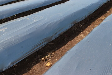 Rows of plastic mulch are laid out in a field, covering the soil to retain moisture, suppress...