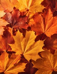 Fototapeta premium Golden Maple Leaves in Autumn: Perfect Fall Background