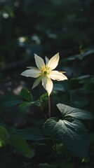 Obraz premium A Single White Flower Blooms in a Dark Green Forest
