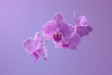 Naklejka premium Levitating Orchids - Purple Background, Hyperrealistic Studio Photography, Minimalism and Negative Space 