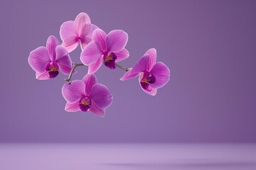 Obraz premium Levitating Orchids - Purple Background, Hyperrealistic Studio Photography, Minimalism and Negative Space 