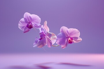 Naklejka premium Levitating Orchids - Purple Background, Hyperrealistic Studio Photography, Minimalism and Negative Space 