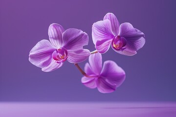 Obraz premium Levitating Orchids - Purple Background, Hyperrealistic Studio Photography, Minimalism and Negative Space 