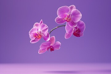 Naklejka premium Levitating Orchids - Purple Background, Hyperrealistic Studio Photography, Minimalism and Negative Space 
