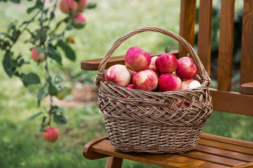 A wicker basket full of fresh fruit. Basket with red apples. Beautiful sunlight. Autumn harvest, harvesting or harvesting.