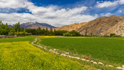Fototapeta premium Landscape with mustard fields in the foreground and high-altitude mountains in the background.