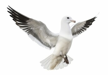 A beautifully captured seabird image in PNG format, emphasizing clarity and sharpness.