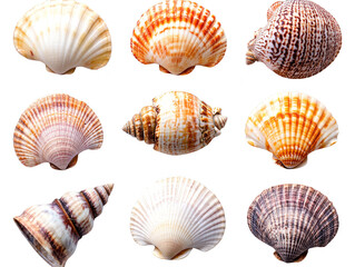 Obraz premium Collection of seashells isolated transparent background
