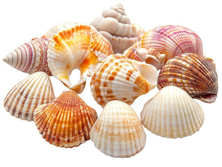 Sea Shells Collection   Ocean Treasure  Beach Decor  Nautical Theme