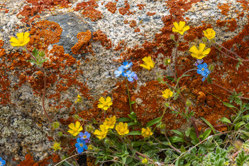 Fossil formed on rocks with flowers in the foreground at a high-altitude mountain pass called...