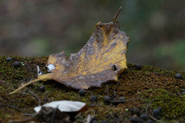 Autumn Concept, dried leaves on the ground