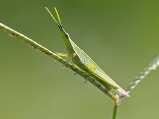 Acrida Cinerea with blur background