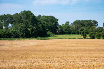 Fototapeta premium Golden wheat fields against blue sky at seaside around Neukirchen, Germany