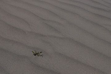 Abstract pattern made due to wind erosion on shifting sand dunes.