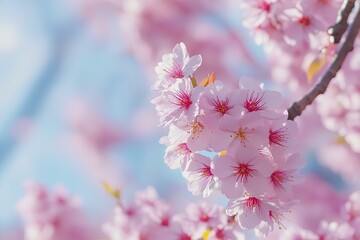 the beauty of the natural world and global cultures