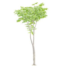 Fototapeta premium collection of Moringa with realistic style