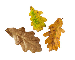 Fototapeta premium Three oak leaves in different colors.