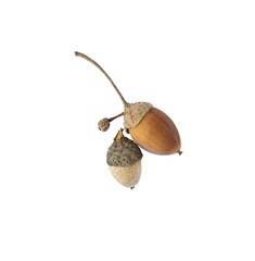 Two acorns are shown in the air, one of which is larger than the other. © castellanos80