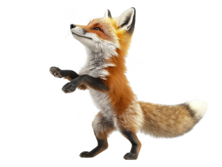Red fox standing on hind legs  isolated transparent background