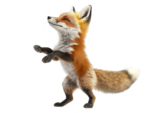 Red fox standing on hind legs  isolated transparent background - Powered by Adobe